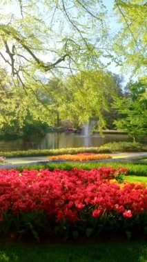 Keukenhof çiçek Bahçe çiçek açan Lale çiçek ile. Bir dünyanın en büyük çiçek bahçeleri. Lisse, Hollanda.
