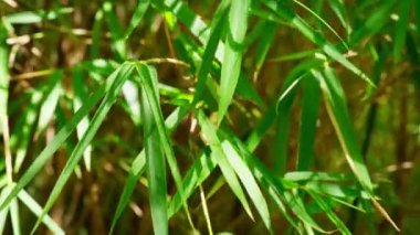 Bambu yaprakları rüzgarda, güneşli bir günde kapanıyor.