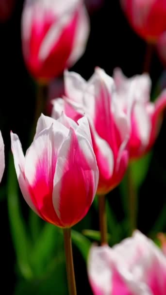 Floraison Des Tulipes Lit Fleurs Près Lisse Pays Bas — Video