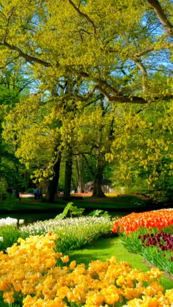 Keukenhof Květinová Zahrada Kvetoucími Záhony Tulipán Jedna Světy Největší Květinové — Stock video