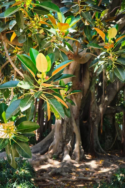 フィカスマクロフィラの葉と背景に木の幹と果物 — ストック写真