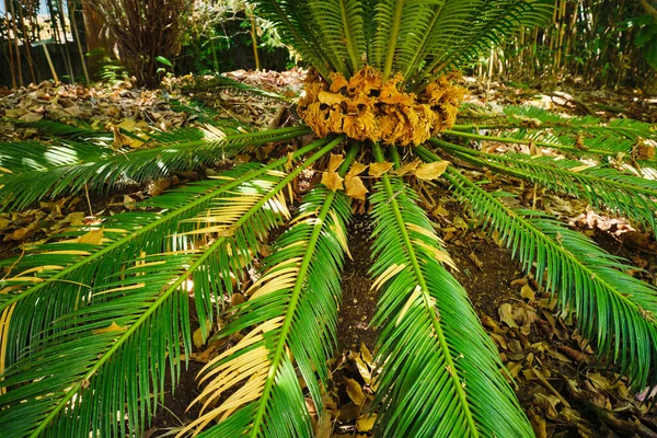 Samambaia Palmeira Sago Palma Cycas Revoluta Deixa Close Tiro Sol — Fotografia de Stock