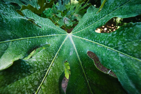 熱帯エキゾチックな植物モンステラのおいしい葉穴を閉じて — ストック写真