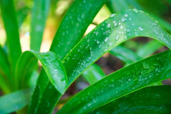 Juicy Lush Green Grass Leaves Drops Water Dew Droplets Wind — Stock Photo, Image
