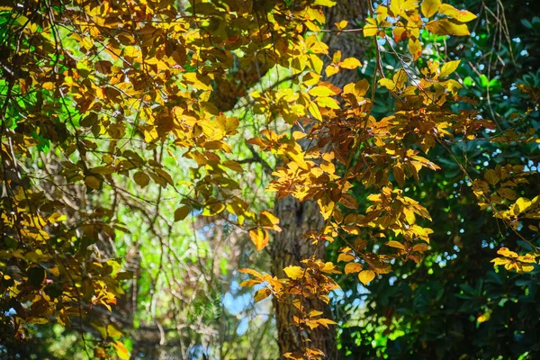 森林中阳光照射下的绿黄相间的树叶 — 图库照片