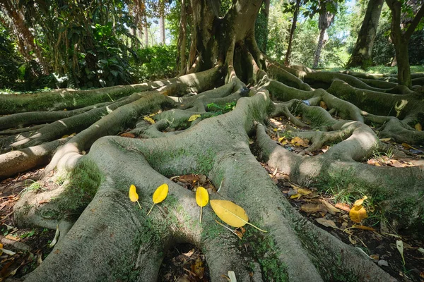 Árbol Exótico Ficus Macrophylla Higuera Banyan Australiana Tronco Raíces Contrafuertes — Foto de Stock