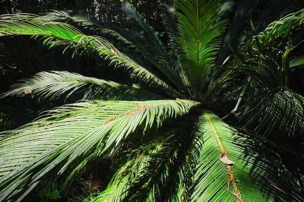 Varenspalm Sago Palm Cycas Revoluta Bladeren Van Dichtbij Geschoten Zon — Stockfoto