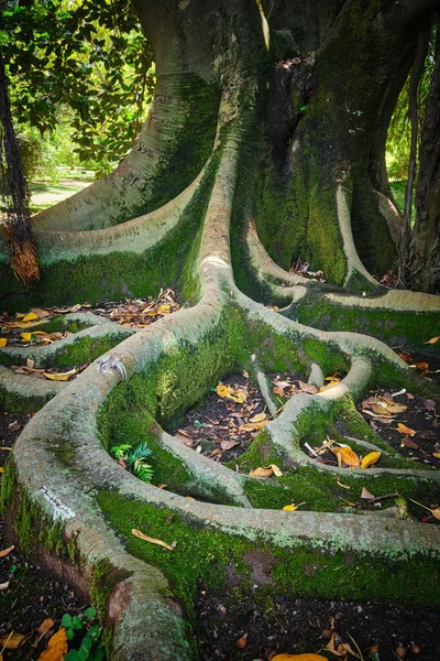 エキゾチックな木Ficusマクロフィラオーストラリアのガジュマルの木の幹と蝶の根が閉じます 熱帯植物園 リスボン ポルトガル — ストック写真