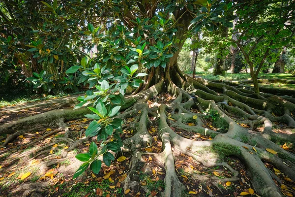 Árbol Exótico Ficus Macrophylla Tronco Higuera Banyan Australiano Raíces Contrafuertes —  Fotos de Stock