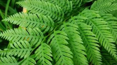 Pteris tremula Australian freni, yumuşak fren, yumuşak fren, titrek fren yaprakları yakın çekim