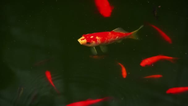 Kolorowe Dekoracyjne Czerwone Karpie Japońskie Koi Fish Cyprinus Carpio Sztucznym — Wideo stockowe