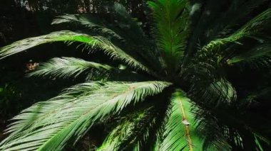 Eğreltiotu palmiye palmiyesi ayaklanması güneşte yakın çekim yapar. Cycas veya cycad palmiye yaprakları yeşil desen, soyut güncel arkaplan