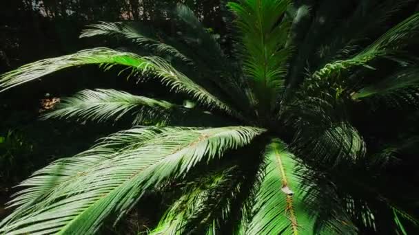 蕨类棕榈果棕榈Cycas Revta叶近在阳光下拍摄 Cycas或Cycad棕榈叶绿色模式 抽象的主题背景 — 图库视频影像