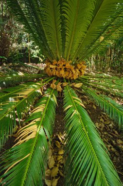 Eğreltiotu palmiye palmiyesi ayaklanması güneşte yakın çekim yapar. Cycas ya da cycad palmiye yaprakları yeşil desenli, soyut tematik arka plan. Japon Sago Palm Cycas revoluta gymnosperm fabrikası