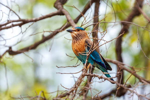 Indian Roller Vogel Een Boom Bandhavgarh National Park Madhya Pradesh — Stockfoto