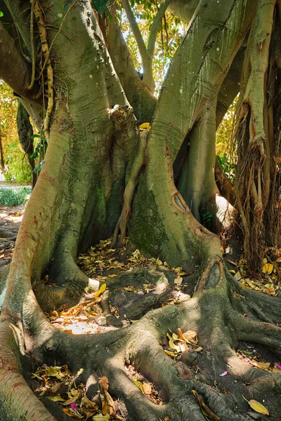 エキゾチックな木Ficusマクロフィラオーストラリアのガジュマルの木の幹と蝶の根を閉じます — ストック写真
