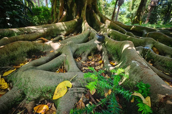 异国情调的树 澳大利亚大豆杉无花果树树干和树根紧密相连 葡萄牙里斯本热带植物园 — 图库照片