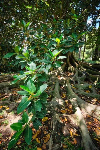 エキゾチックな木Ficusマクロフィラオーストラリアのガジュマルの木の幹と蝶の根を閉じます — ストック写真