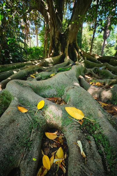 エキゾチックな木Ficusマクロフィラオーストラリアのガジュマルの木の幹と蝶の根が閉じます 熱帯植物園 リスボン ポルトガル — ストック写真