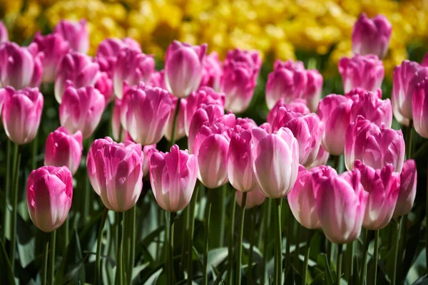 Les Tulipes Fleurs Fleurissent Dans Jardin Fleuri Keukenhof Également Connu — Photo