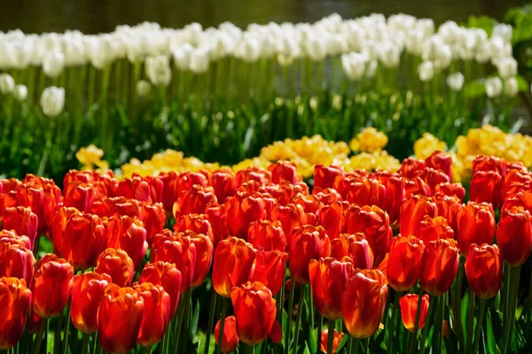Flor Tulipanes Rojos Macizo Flores Keukenhof Jardín Flores También Conocido —  Fotos de Stock