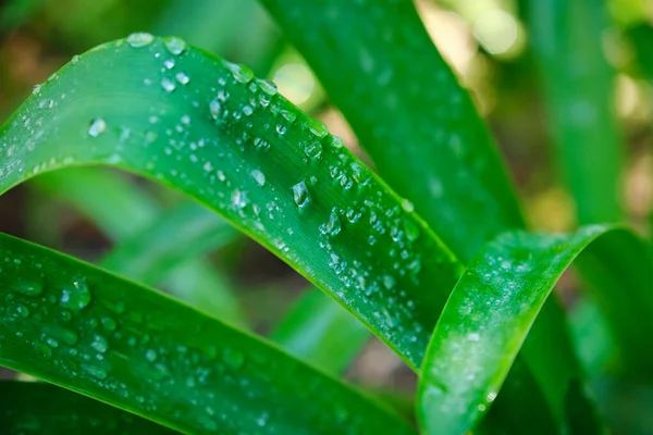 Juicy Lush Green Grass Leaves Drops Water Dew Droplets Wind — Stock Photo, Image