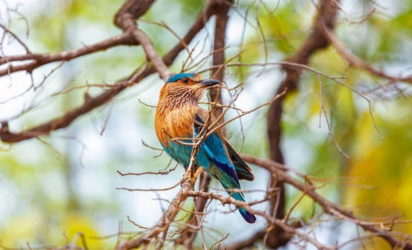 Pájaro Rodillo Indio Árbol Parque Nacional Bandhavgarh Madhya Pradesh India — Foto de Stock
