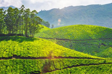 Kerala tarihi - Munnar, Kerala, Hindistan 'daki çay tarlaları. Lens fişeği ve ışık sızıntısıyla.