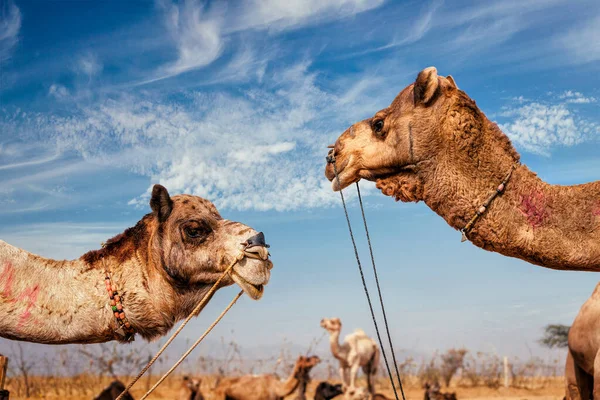 Kamelen Pushkar Mela Pushkar Camel Fair Tegen Blauwe Lucht Pushkar — Stockfoto