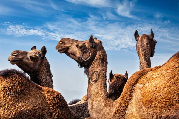 Верблюди Пушкар Мела Pushkar Camel Fair Проти Блакитного Неба Пушкар — стокове фото