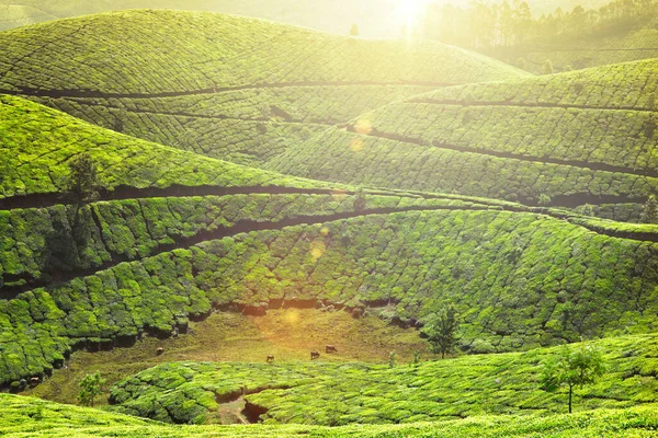Marco Kerala Plantações Chá Com Névoa Matinal Munnar Kerala Índia — Fotografia de Stock