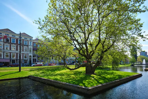 荷兰鹿特丹 5月11日 荷兰鹿特丹街头树木与河流 — 图库照片