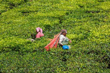 KERALA, Hindistan - 15 Ocak 2010: Tanımlanamayan Hintli kadın Munnar 'daki çay tarlasında çay yaprağı hasat ediyor. Sadece toplanan en üst yaprak ve işçiler günde 30 kilo çay yaprağı topluyor.
