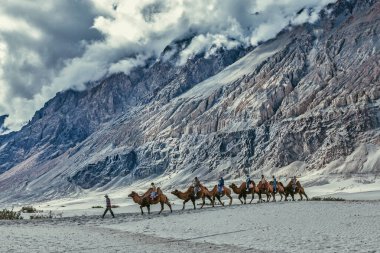 HUNDER, Hindistan - 11 Eylül 2012: Himalayalar 'da Nubra vadisinde deveye binen turistler, Ladakh