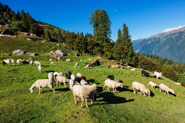 Stado Owiec Górach Himalajów Kullu Valley Himachal Pradesh Indie — Zdjęcie stockowe