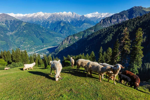 ヒマラヤ山脈の羊の群れ インド ヒマカル プラデーシュ州クルー バレー — ストック写真