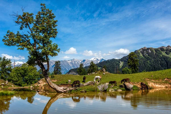 Hästar Betar Himalaya Berg Natursköna Indiska Himalaya Landskap Landskap Himalaya — Stockfoto