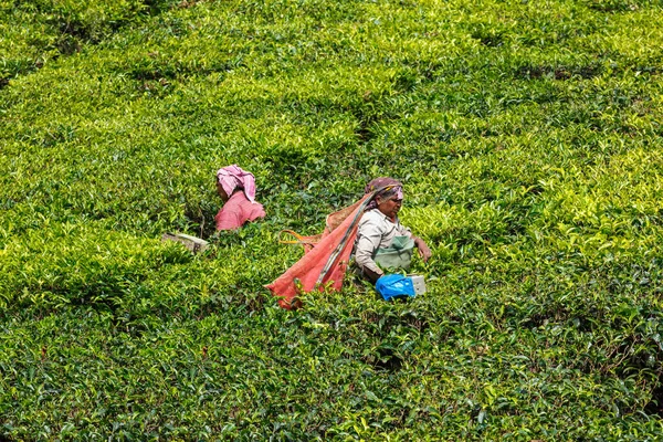 Kerala India Ianuarie 2010 Femeia Indiană Neidentificată Recoltează Frunze Ceai — Fotografie, imagine de stoc