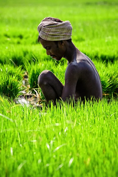 Tamil Nadu India September 2009 Unidentified Farmer Woking Grice Rice — Stock Photo, Image