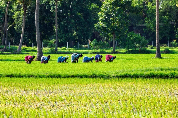 Tamil Nadu India Eylül 2009 Grice Rice Field Tanınmayan Kadınlar — Stok fotoğraf