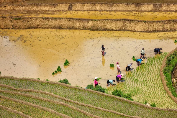Кэт Кэт Вьетнам Июня 2011 Года Вьетнамские Фермеры Работают Рисовом — стоковое фото