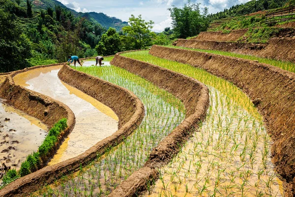 禁止酷刑委员会 Vietnam June 2011 Vietnam Farmers Working Rice Field Addy — 图库照片