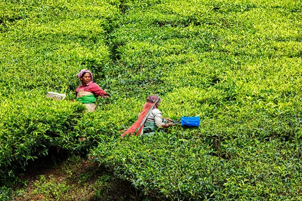 Munnar India January 2010 Indian Woman Harvest Tea Leaves Tea — Stock Photo, Image