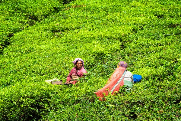 Munnar India Ianuarie 2010 Femeia Indiană Recoltează Frunze Ceai Plantația — Fotografie, imagine de stoc