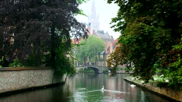 Cisnes Brancos Pitoresco Canal Bruges Brugge Perto Begijnhof Bruges Bélgica — Vídeo de Stock