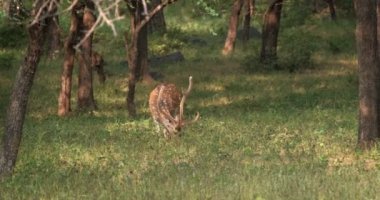 Hindistandaki Ranthambore Ulusal Parkı, Rajasthan 'da Benekli geyik otluyor.
