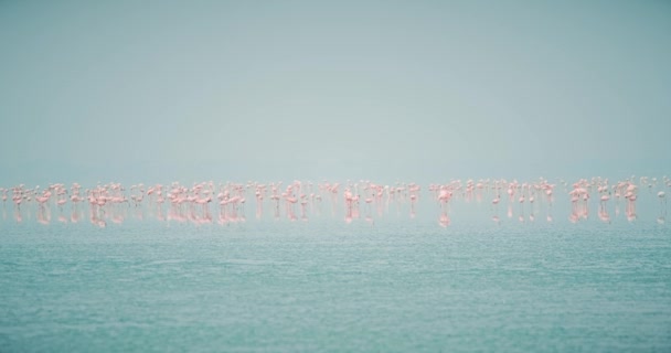 Rosa Flamingo Fåglar Vandrar Längs Sambhar Salt Lake Rajasthan Indien — Stockvideo