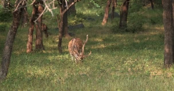 Bautiful Macho Chital Ciervo Manchado Pastando Parque Nacional Ranthambore Rajastán — Vídeo de stock