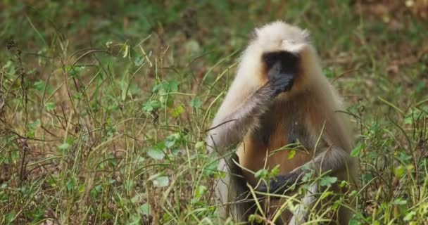 Indiański Pospolity Gray Langur Lub Hanuman Langur Małpa Małpa Jedząc — Wideo stockowe