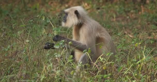 Indický Obyčejný Šedý Langur Nebo Hanuman Malátnější Opice Jedí Trávu — Stock video